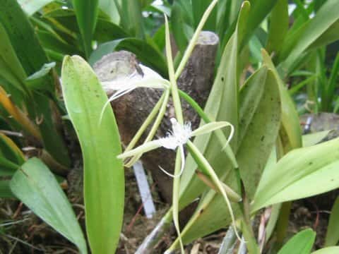 Epidendrum ciliare