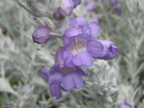 Eremophila nivea