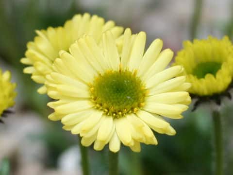 Erigeron aureus
