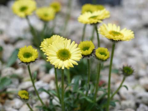 Erigeron aureus