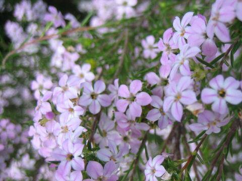 Eriostemon australasius