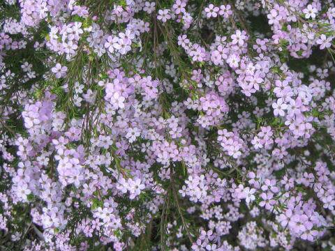 Eriostemon australasius