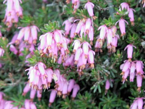 Erica carnea