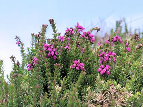 Erica cinerea