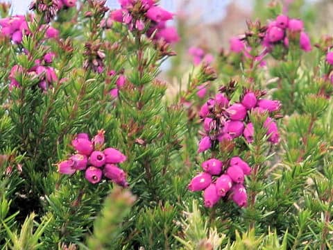 Erica cinerea