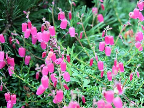 Erica cinerea