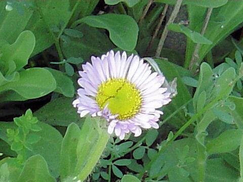 Erigeron glaucus