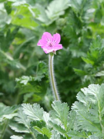 Erodium manescavi