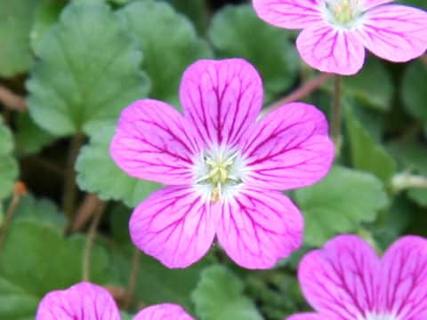 Erodium x variabile