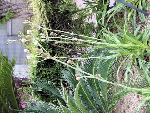 Eryngium agavifolium