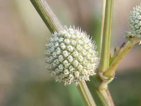 Eryngium eburneum