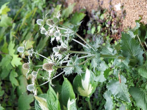 Eryngium giganteum