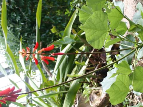 Erythrina humeana