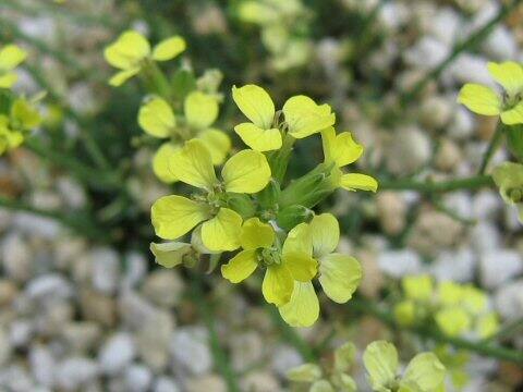 Erysimum pusillum