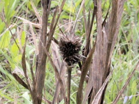 Eryngium yuccifolium