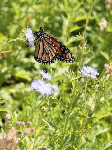 Eupatorium greggii