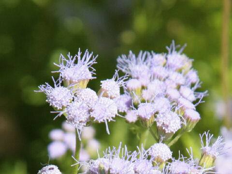 Eupatorium greggii