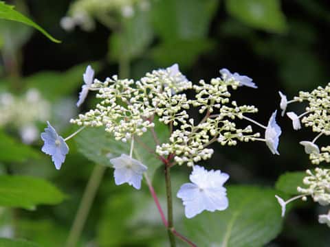 Hydrangea serrata var. megacarpa