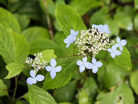 Hydrangea serrata var. megacarpa