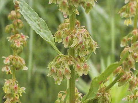 Rumex obtusifolius