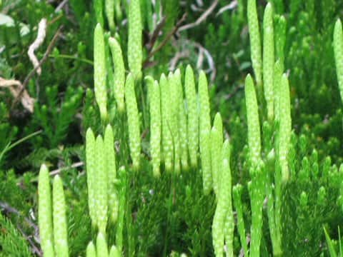 Lycopodium clavatum var. robustum