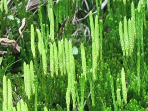 Lycopodium clavatum var. robustum