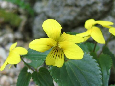 Viola brevistipulata var. hidakana