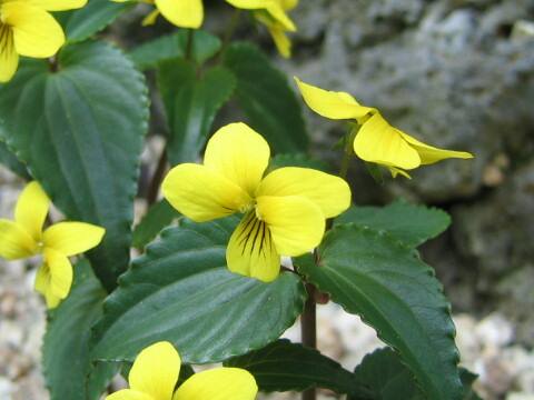 Viola brevistipulata var. hidakana