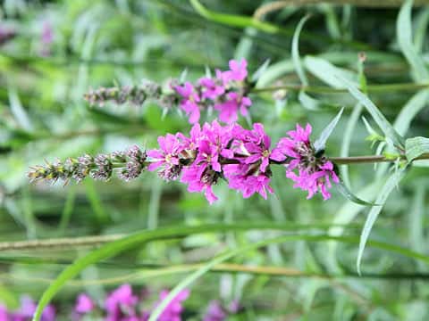 Lythrum salicaria