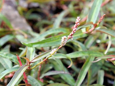 Persicaria amphibia