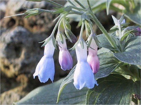 Mertensia pterocarpa var. yezoensis