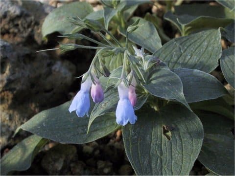 Mertensia pterocarpa var. yezoensis