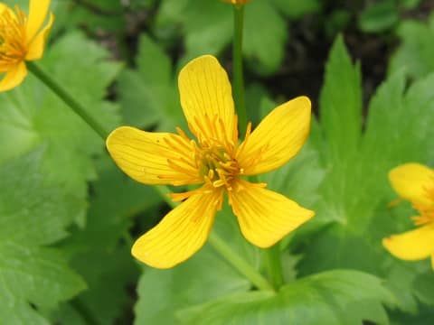 Caltha palustris var. barthei