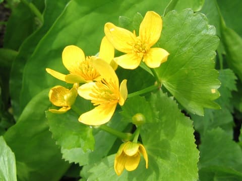 Caltha palustris var. barthei