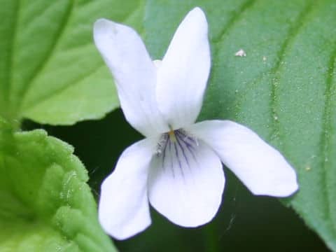 Viola acuminata