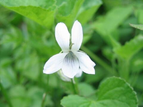 Viola acuminata