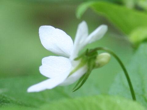 Viola acuminata
