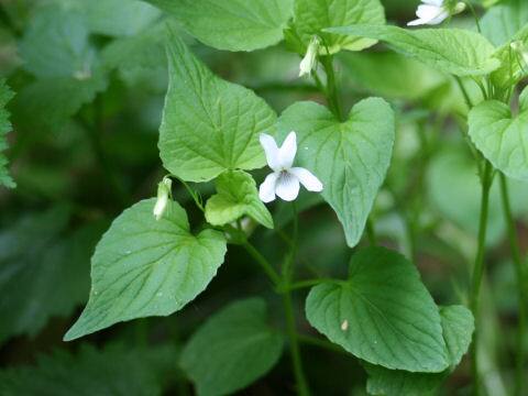 Viola acuminata