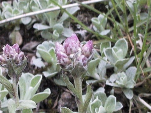 Antennaria dioica