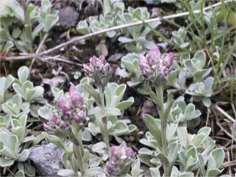 Antennaria dioica