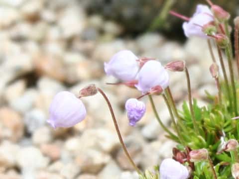 Phyllodoce caerulea