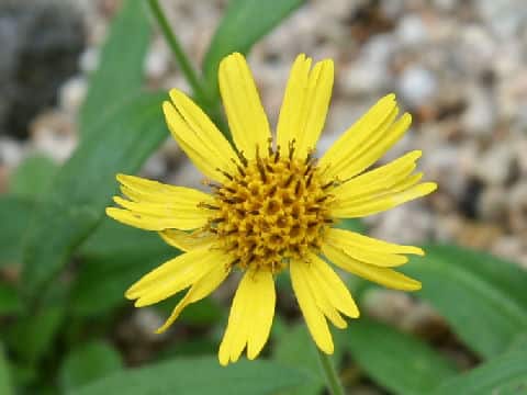 Arnica unalaschcensis var. unalaschcensis