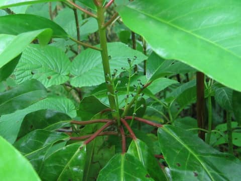 Daphniphylum macropodum var. humile