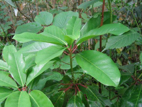 Daphniphylum macropodum var. humile