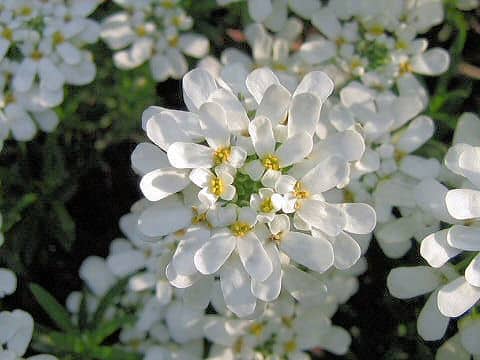 Amazon.co.jp: 日本山野草樹木生態図鑑 シダ類裸子植物被子植物