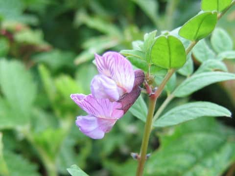 Vicia sepium