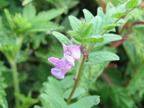 Vicia sepium