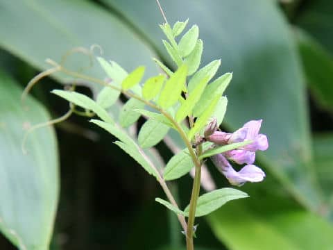 Vicia sepium