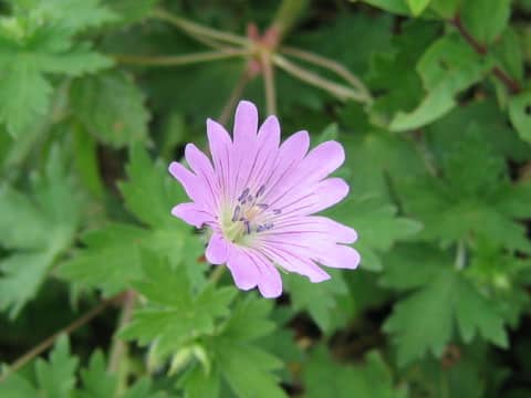 Geranium yesoense var. lobato-dentatum