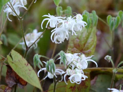 Epimedium grandiflorum var. thunbergianum